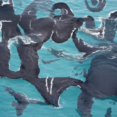 🐳ihzans whaleschool🐳